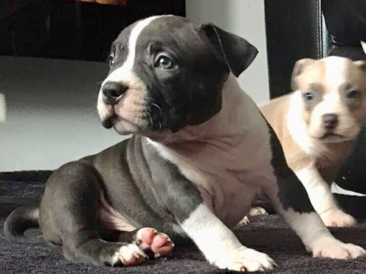 gumtree american bully